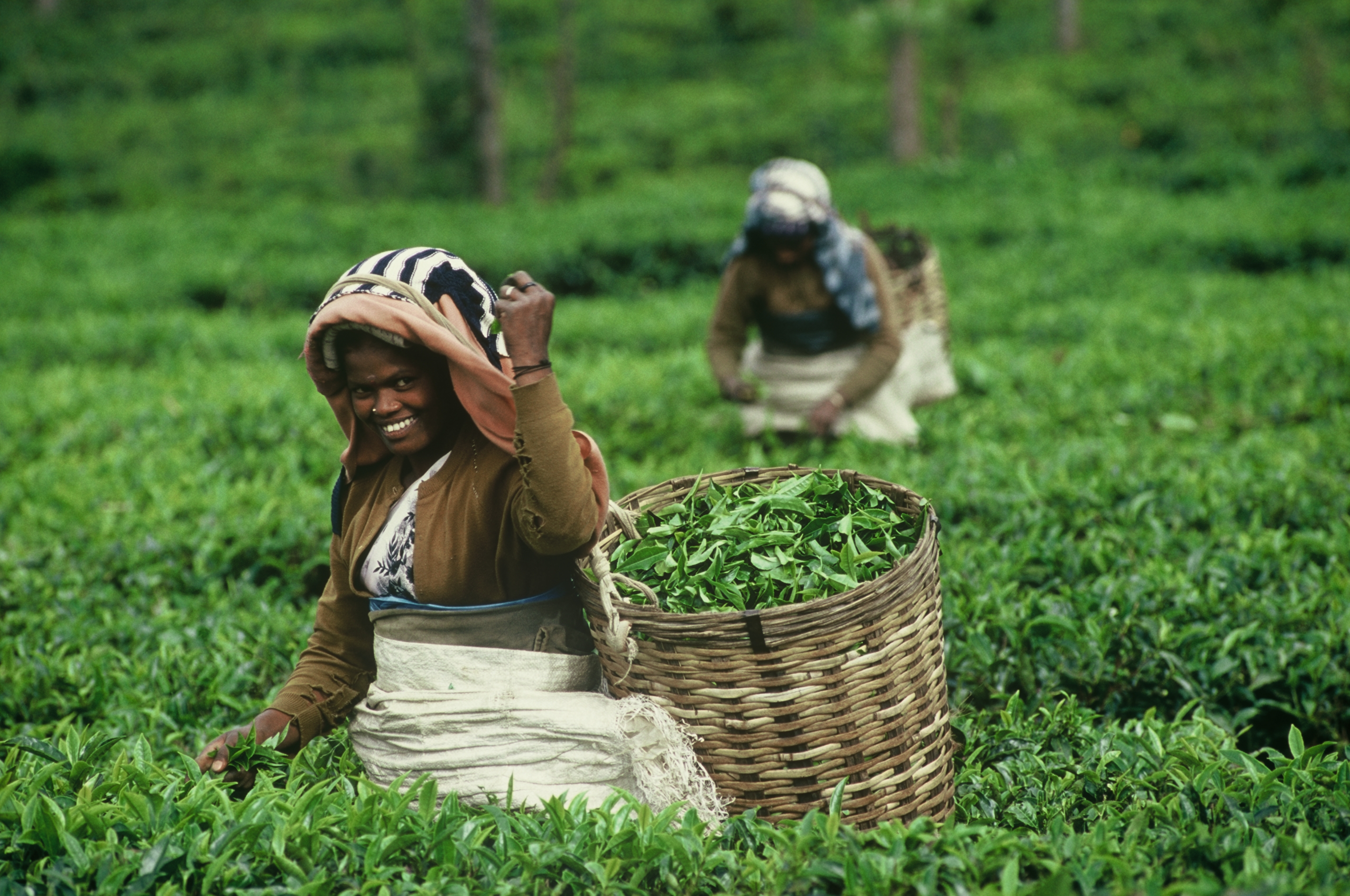 Обмен шри ланка. Шри Ланка чайные плантации. Сбор урожая чая, Шри-Ланка. Шри Ланка сбор чая. Damro Tea Шри Ланка.